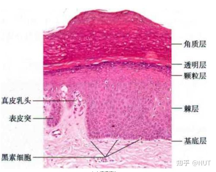 皮肤结构与功能作用大揭秘 - 知乎