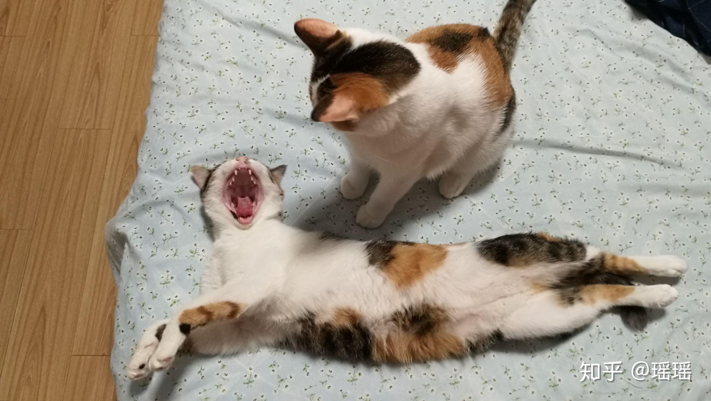 我家两只猫是亲姐妹 但是大猫老欺负小猫 我最搞不懂的是就大猫那么