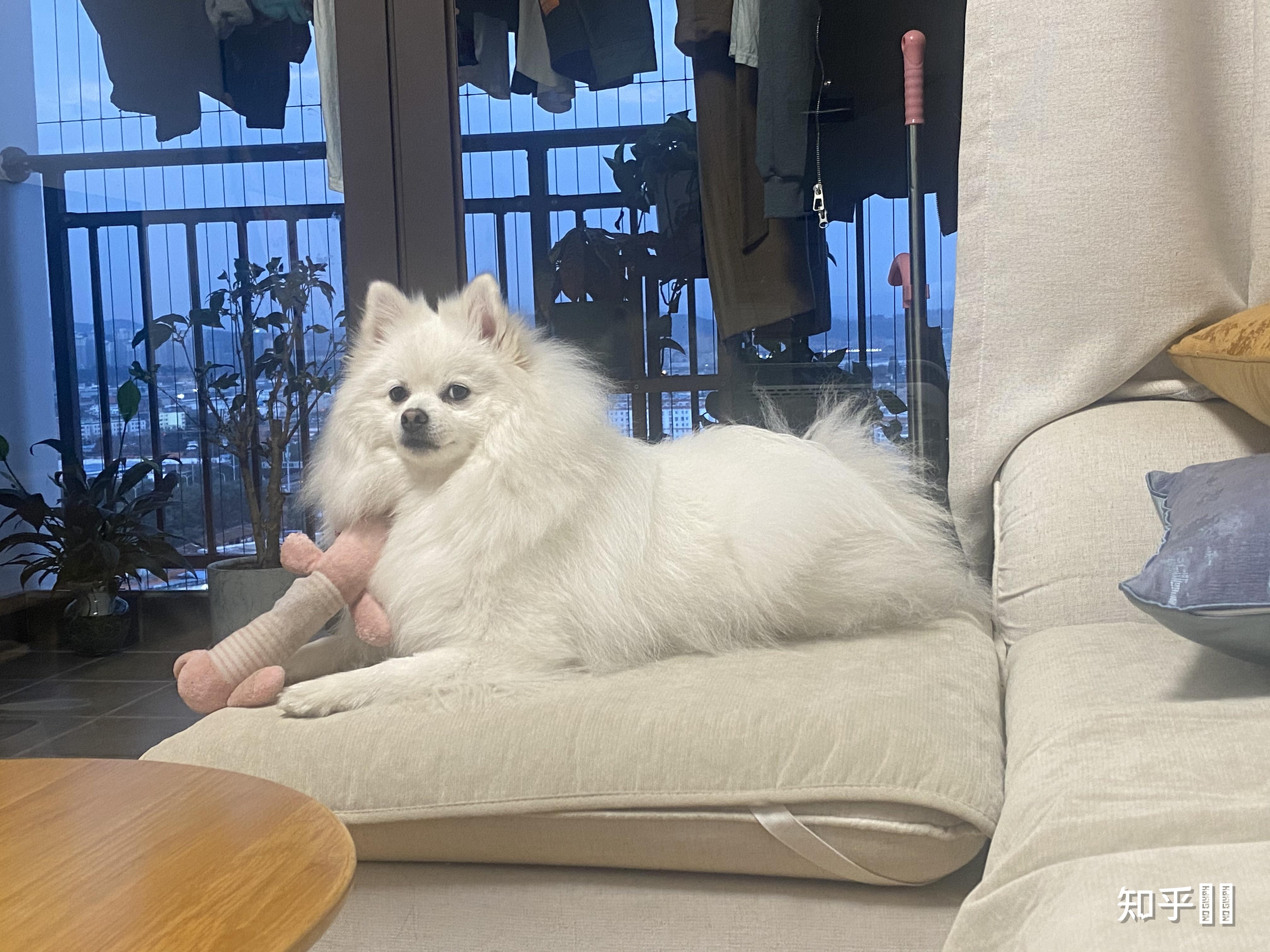 有没有大神可以给出比较标准的银狐犬,博美犬,和他俩串的,三者的图片