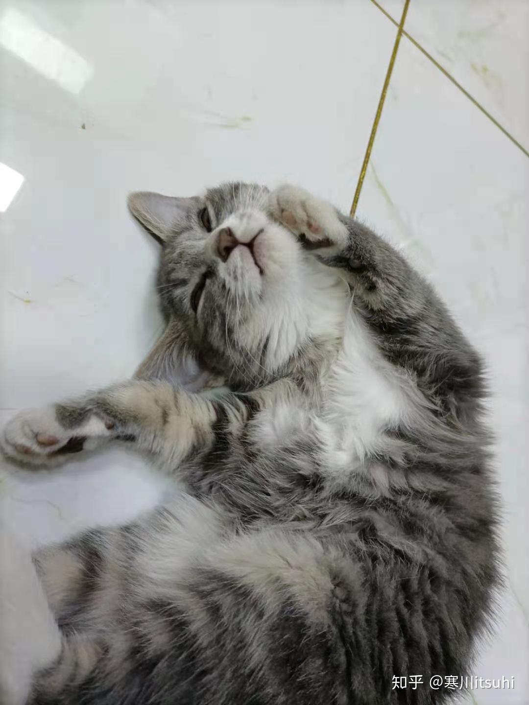 灰色狸花猫罕见吗? - 知乎