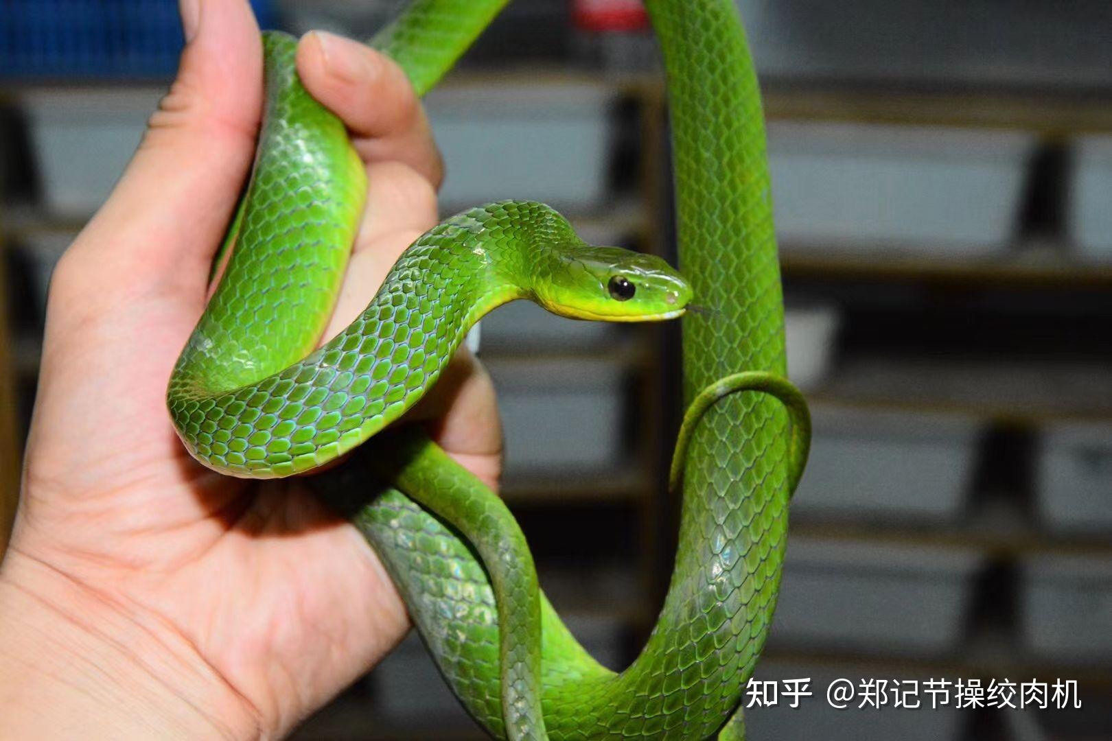 蛇为什么是冷血动物