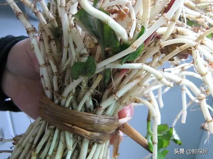中国“最难吃”的5种蔬菜,吃过一半是牛人,全吃过是大神 - 知乎