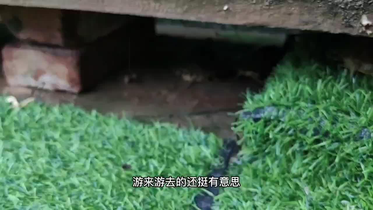 乌龟躲雨图片图片