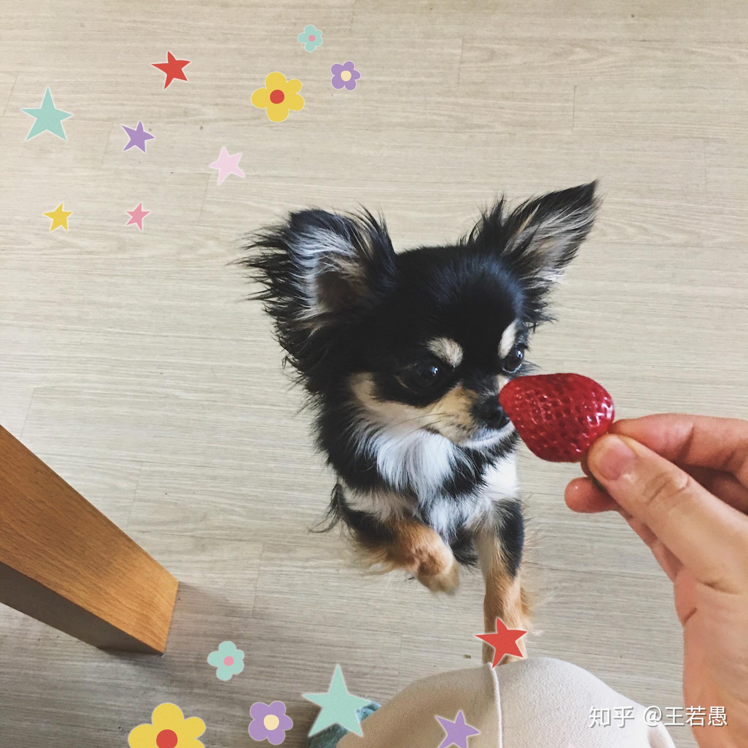 吉娃娃和博美这些小型犬为什么如此烦人,每天叫个不停? - 知乎