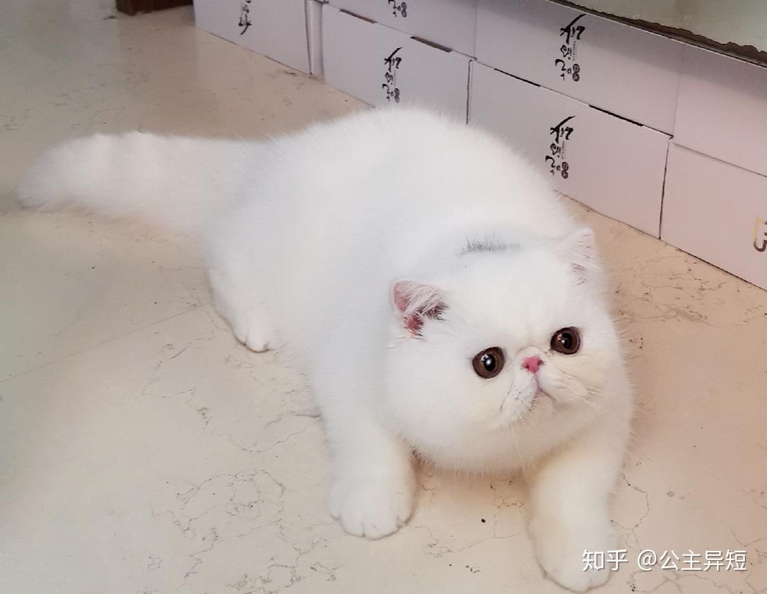 急这个毛色的加菲猫值不值钱品相怎样