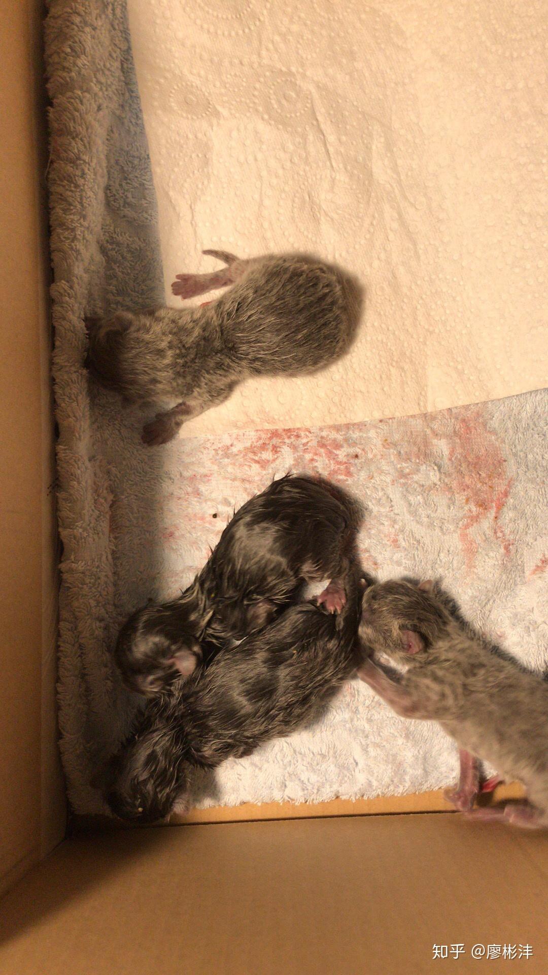 刚出生的小猫会叫吗? - 知乎