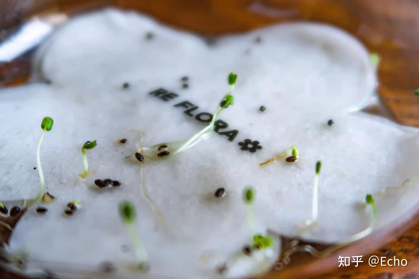 🍃创意纸张分享，真的可以用来种草的种子纸！ - 知乎