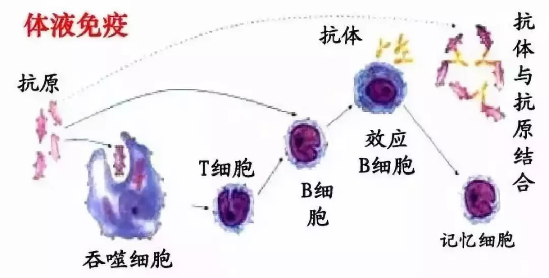 能否介绍人体细胞免疫和体液免疫具体过程