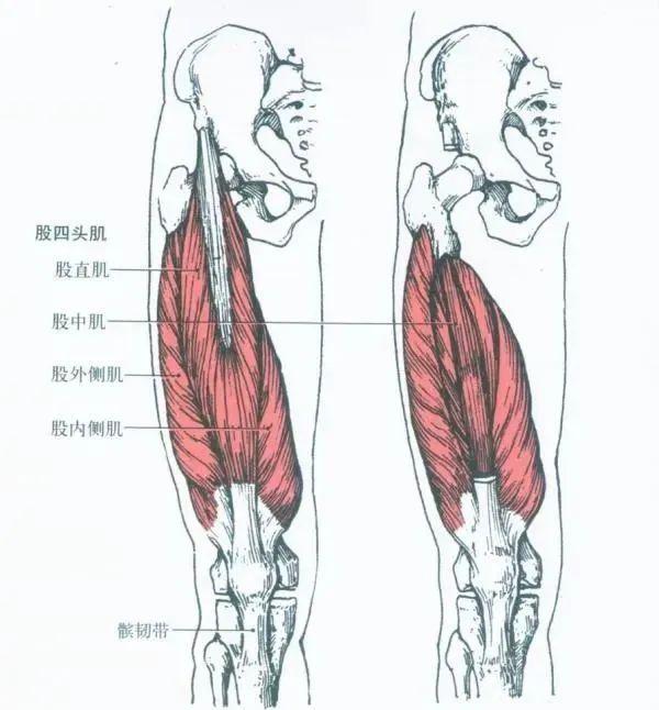 膝盖肌肉结构图解剖图图片