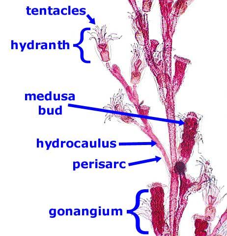 Reproductive Biology of Invertebrates, Volume 3, Accessory