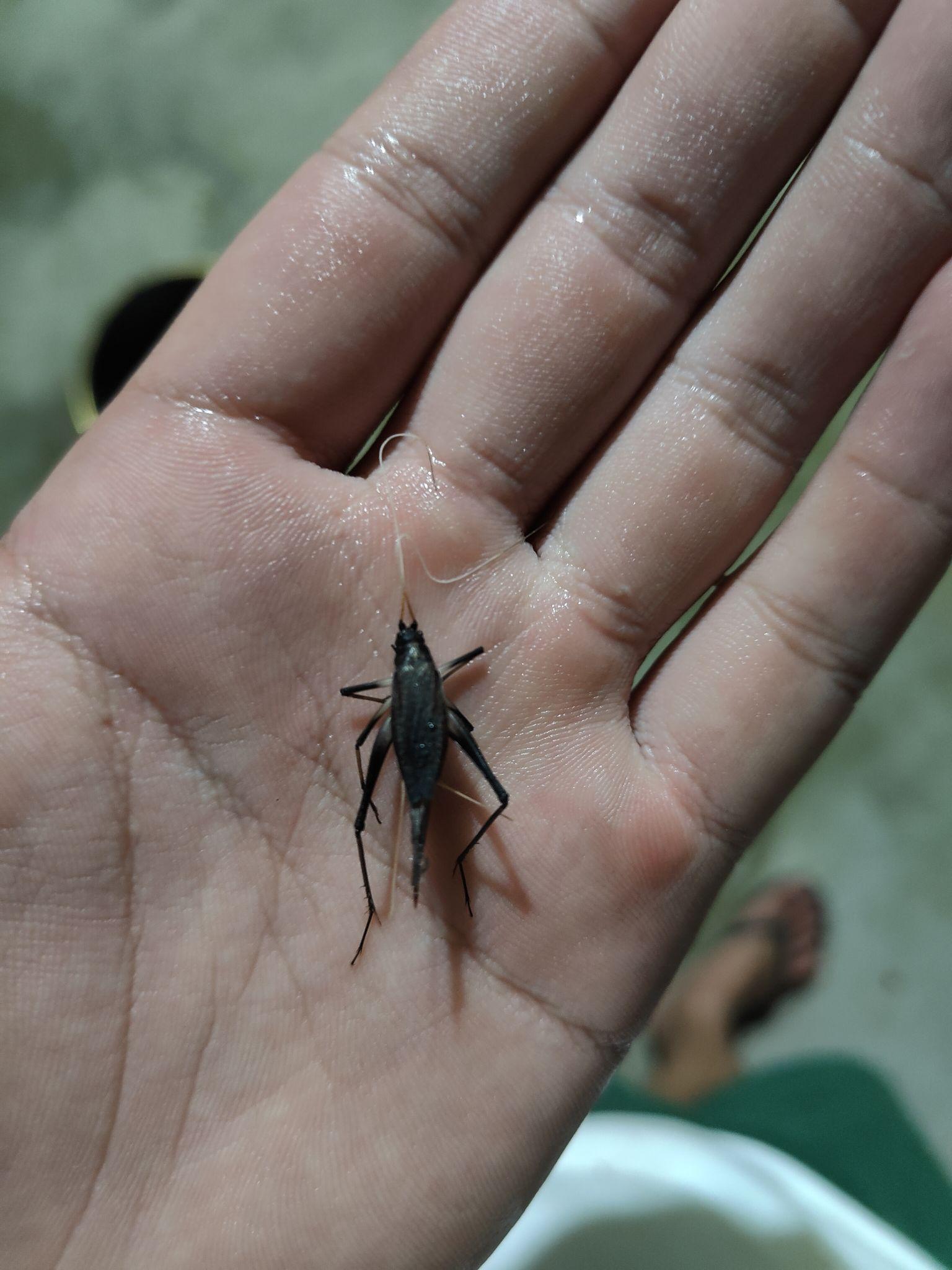 像蟋蟀但是头很小?