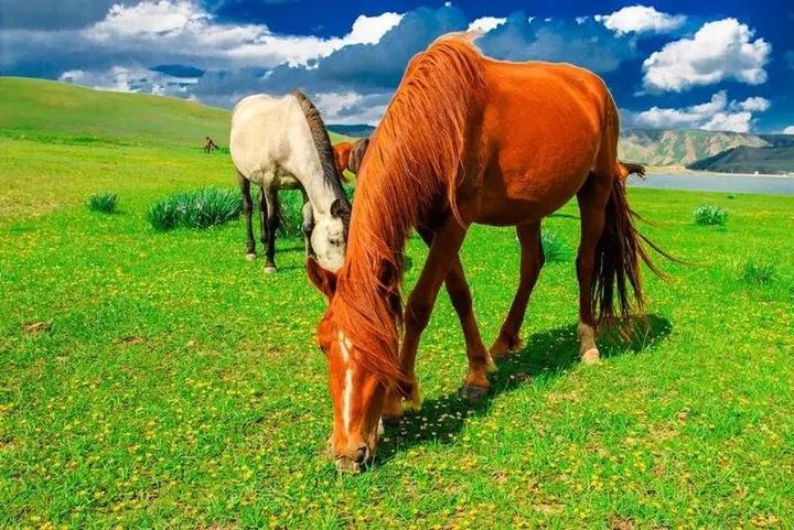 策马奔腾的感觉有多爽?来山丹军马场,你的草原你的马,你想咋耍就咋耍!