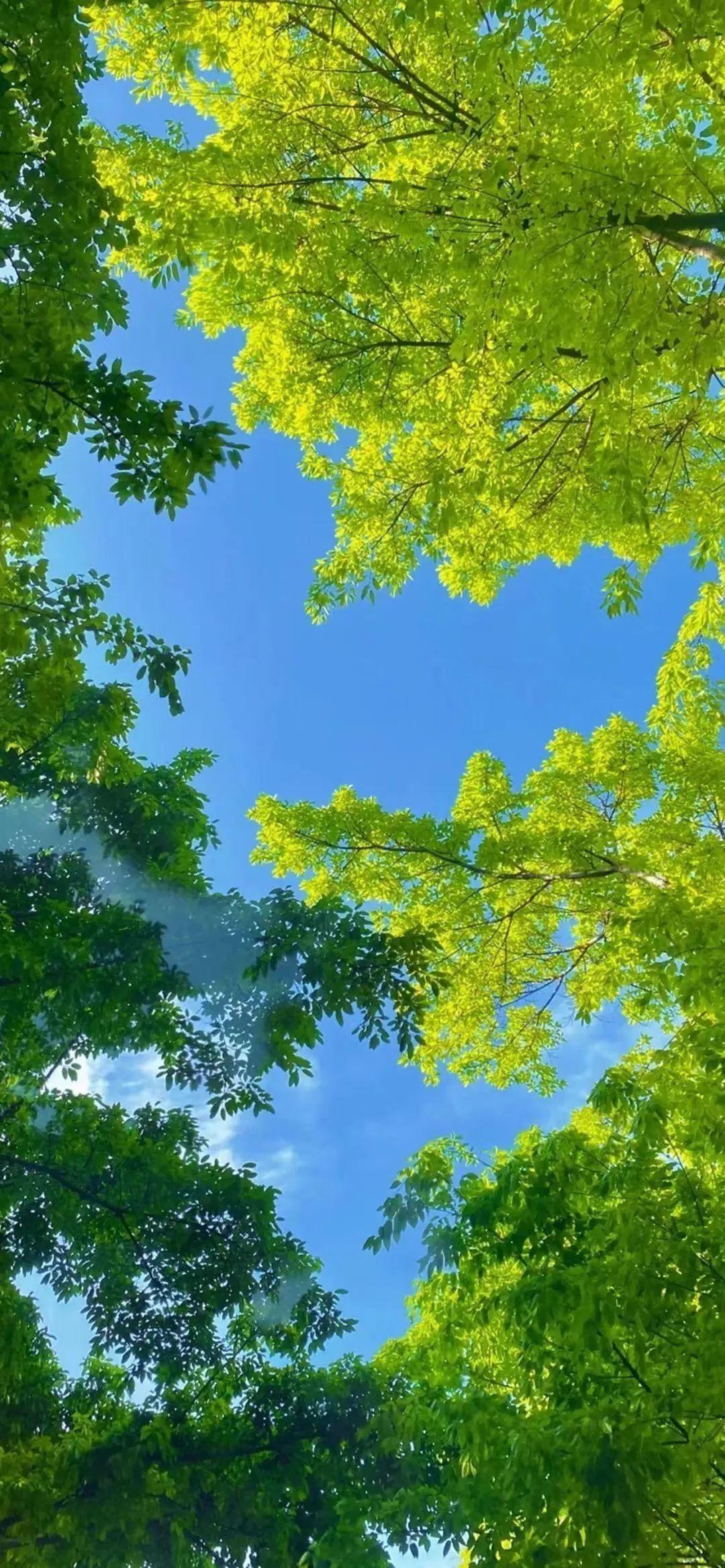 有哪些清新且可爱的绿色手机壁纸值得分享? - 知乎