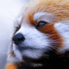 ANSYSABAQUSHyperworksComsol有限元软件该学哪一个
