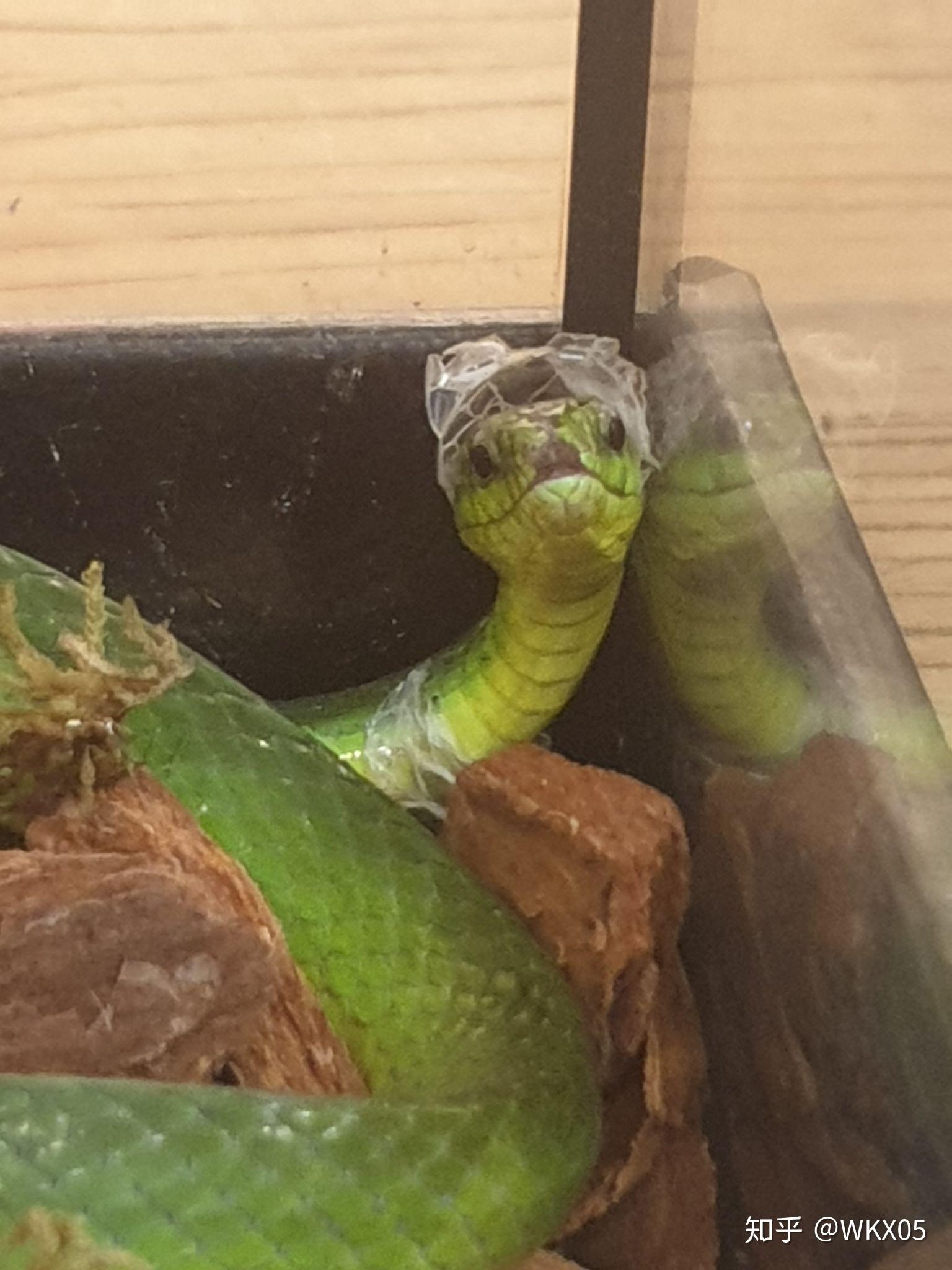 蛇蜕皮蜕的皮有鳞片嘛? - 知乎