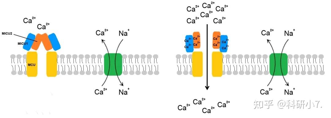 国自然热点 | 关于钙离子通道在疾病发展多种研究创新点 - 知乎