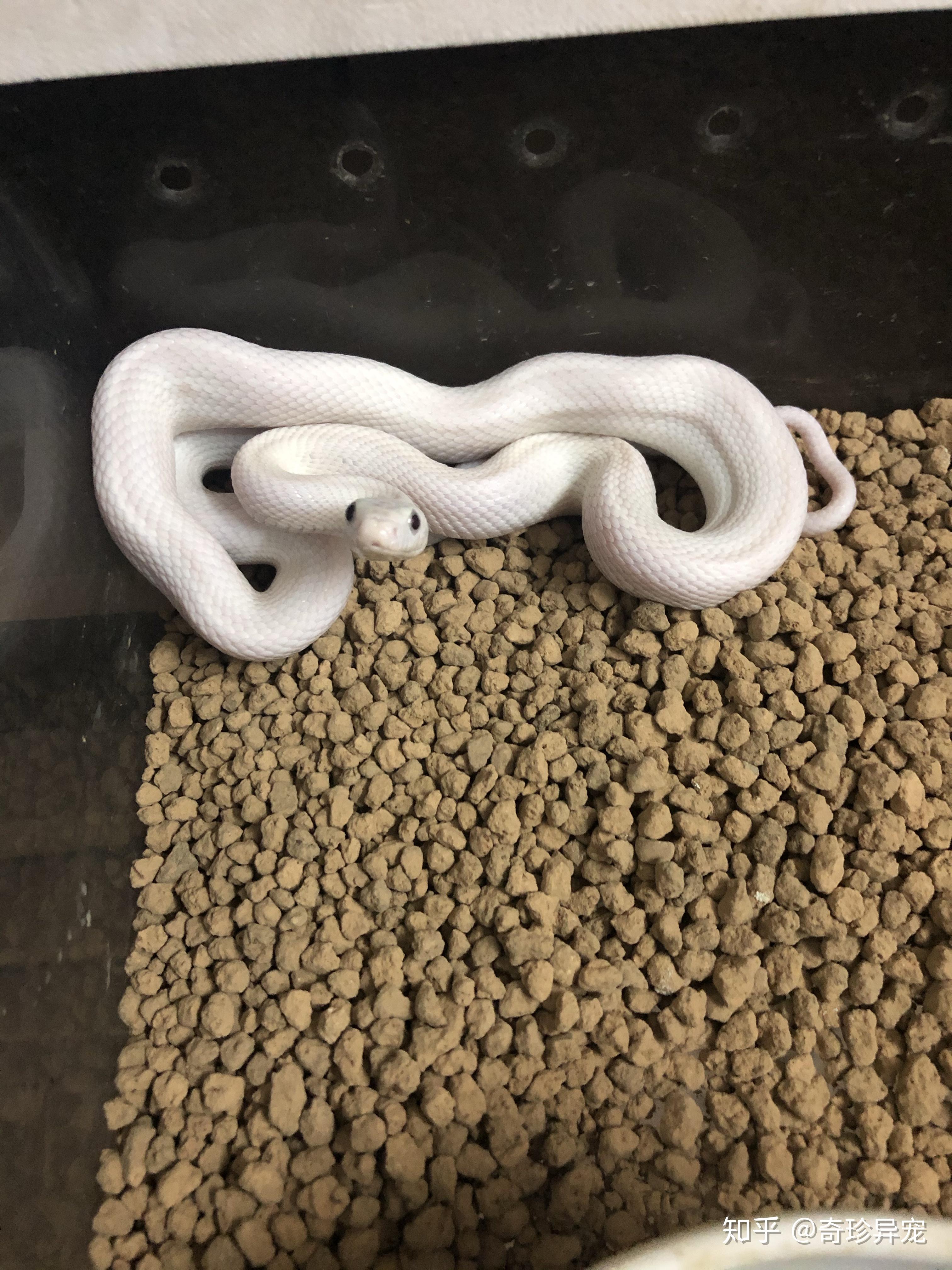 求告知白娘娘到底有多凶,新手能不能养? - 知乎