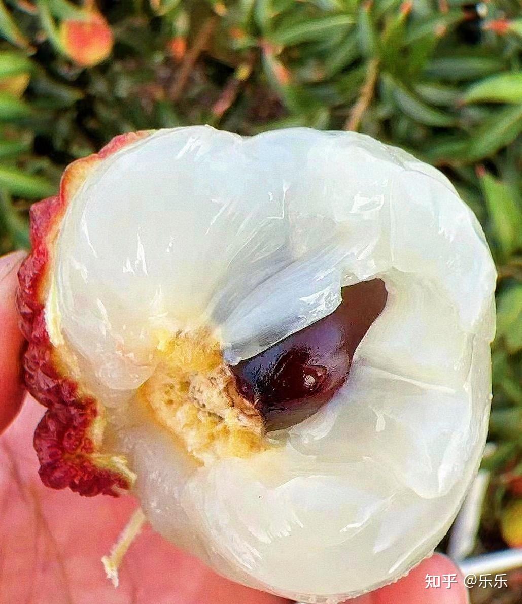 有人说透明的荔枝是「活荔枝」,奶白色的是「死荔枝」,为什么会有这种差异?在口感上区别大吗? - 知乎