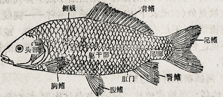 鱼百科】鱼的基础知识,了解主要生理特征- 知乎