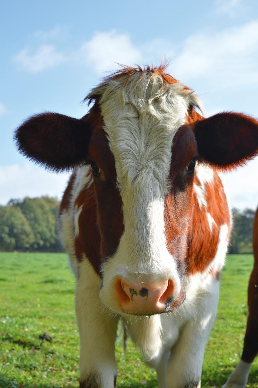 3. 格力岛价格分析