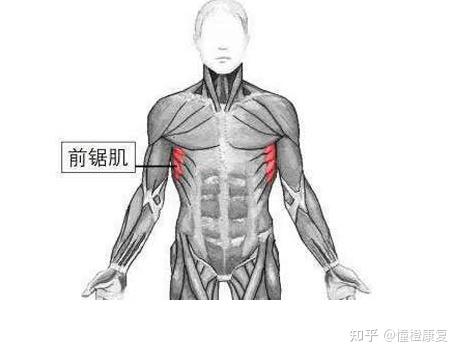 前锯肌功能与训练 - 知乎