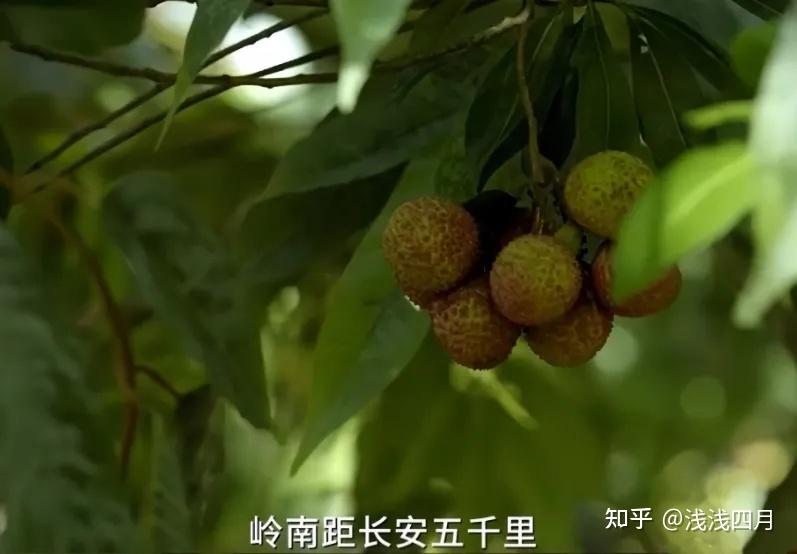 《长安的荔枝》中运一次荔枝要耗费巨大人力财力,古代“荔枝贡”的运输对朝廷和地方财政有多大影响? - 知乎