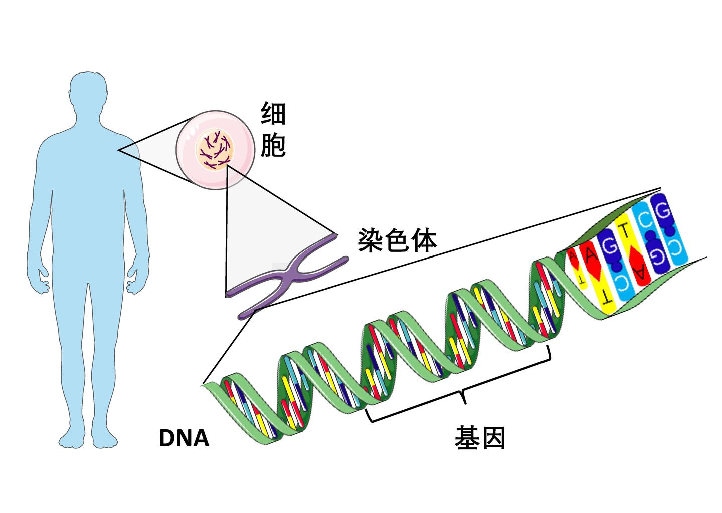 【科普】DNA、基因和染色体傻傻分不清?一张图帮你搞清楚 - 知乎