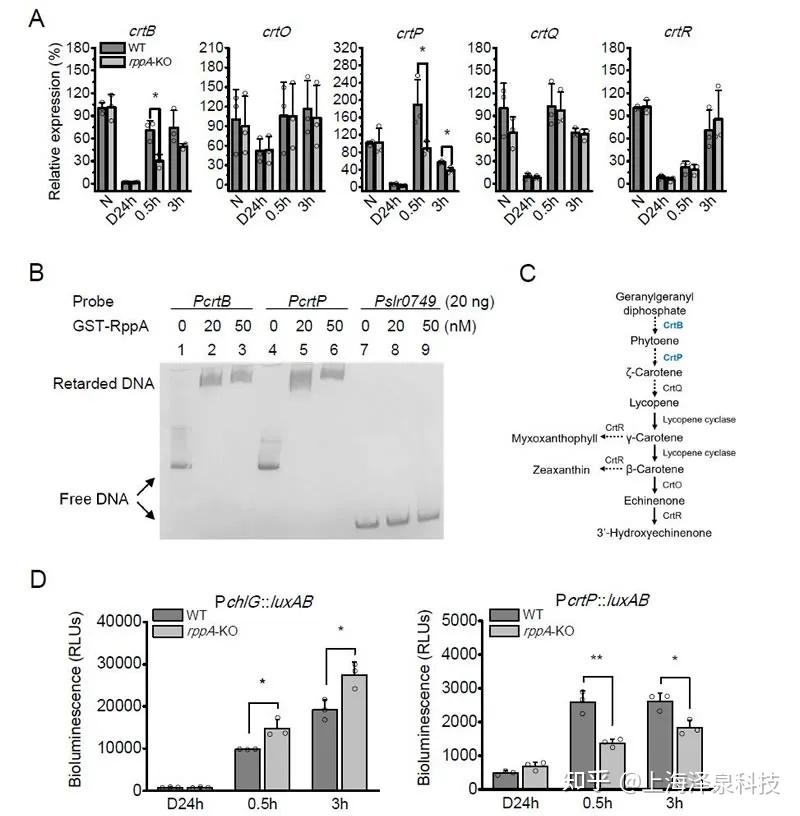 Levinsky Channel Rppa Plant Physiology:转录因子RppA调节蓝藻叶绿素和类胡萝卜素的生物合成并改善其光保护能力 - 知乎
