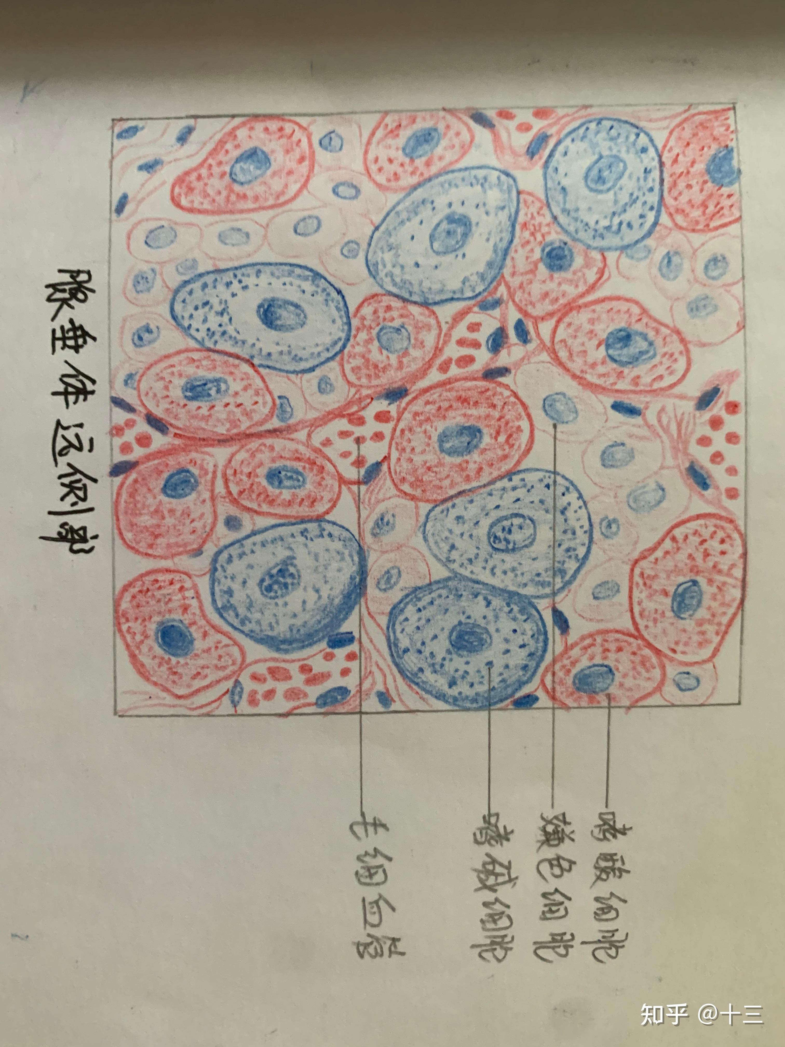 有沒有疏鬆結締組織切片圖紅藍鉛筆繪圖哇? - 知乎