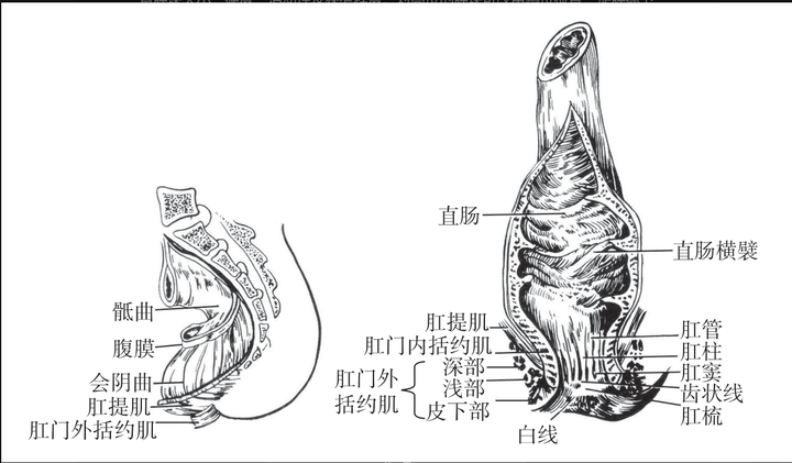 肛门到直肠的距离图片