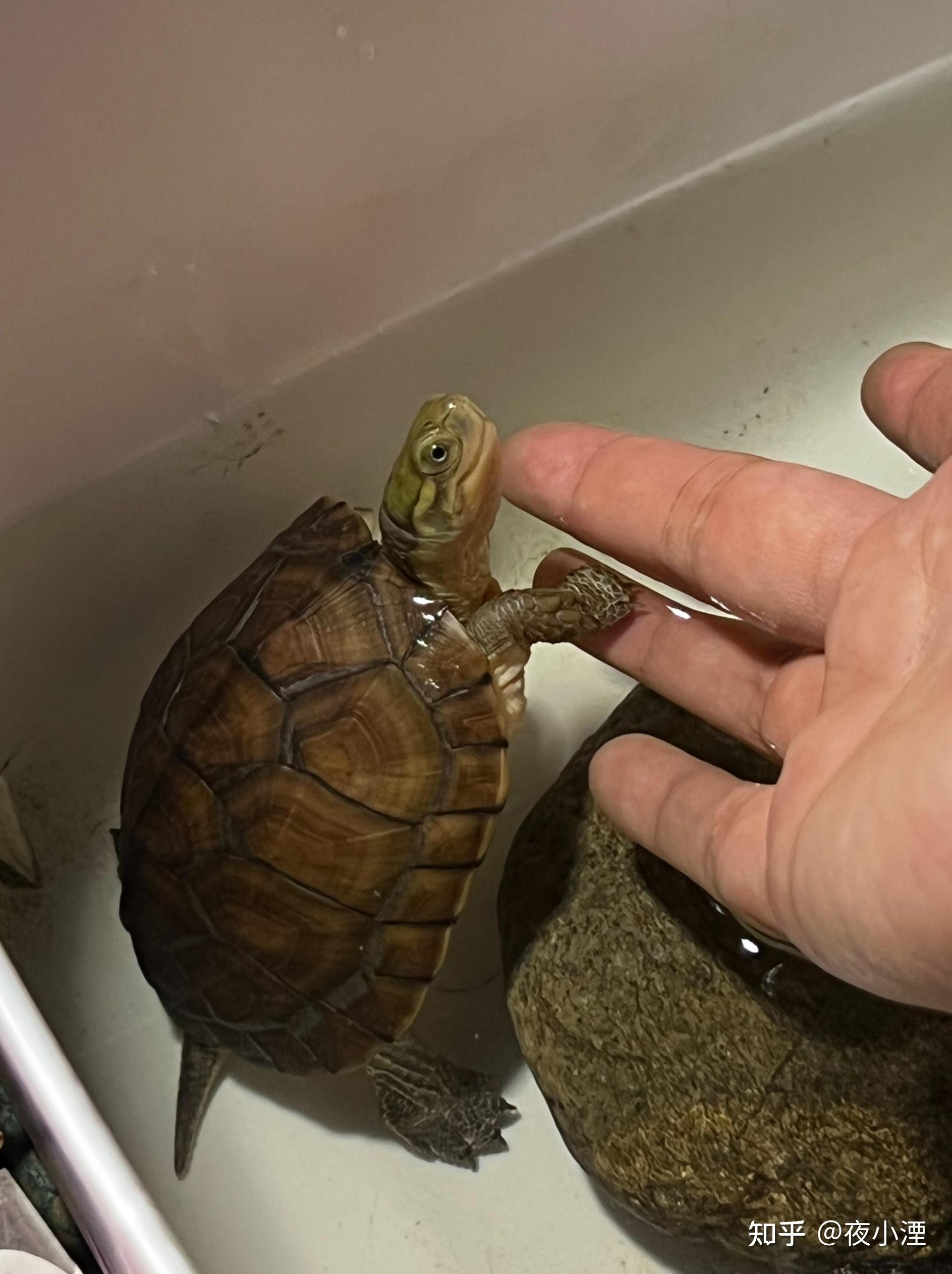 有一只养了五个月的南石龟极度内向有啥办法增加互动性