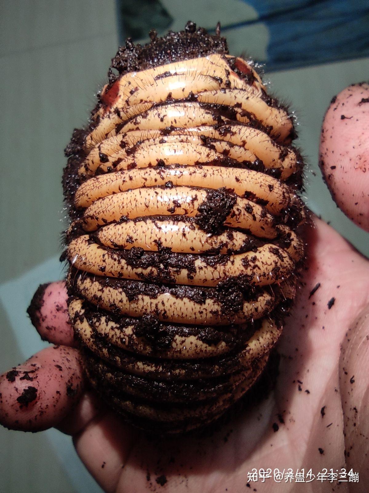 有没有恶心的虫子图? - 知乎