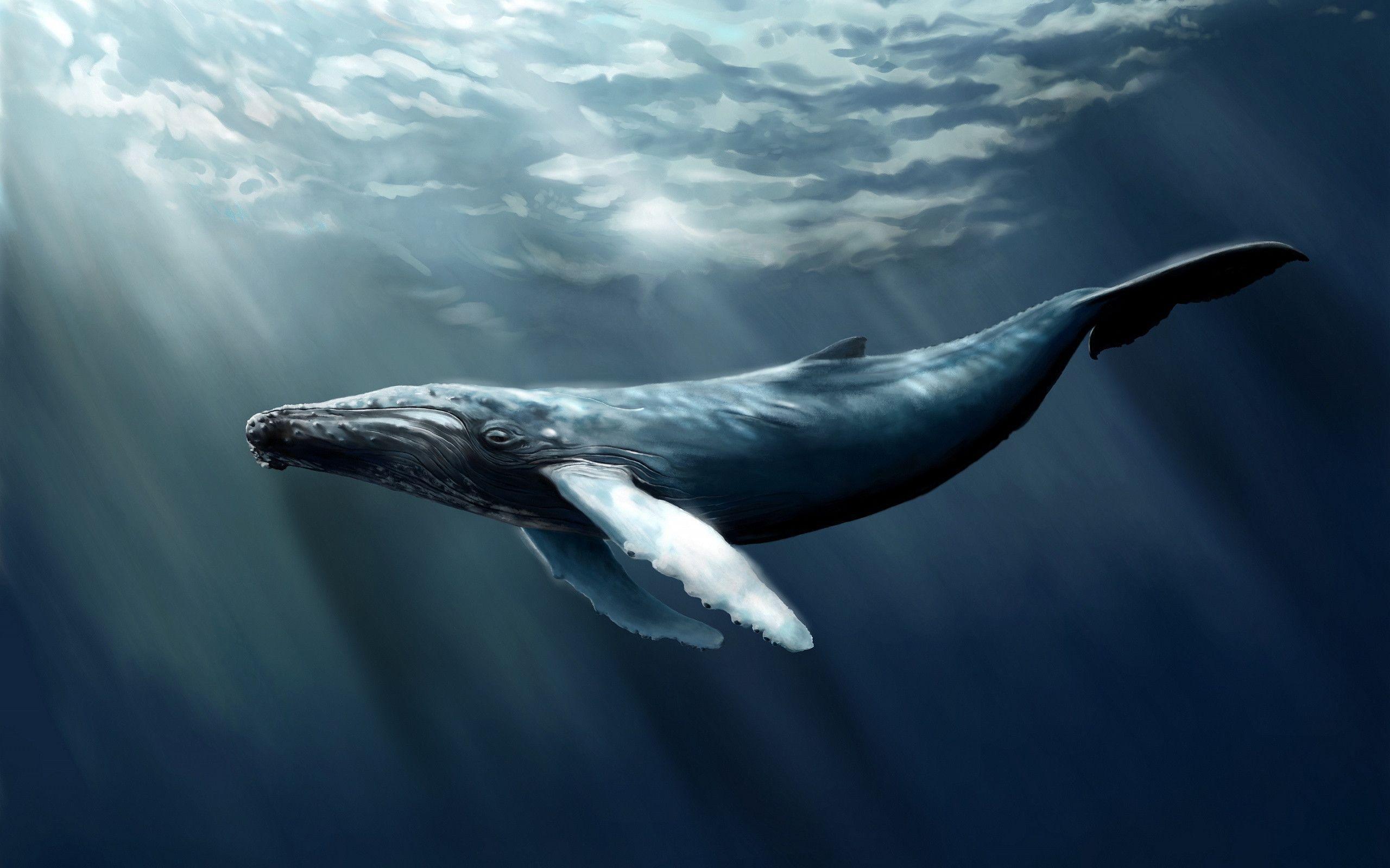 孤独的鲸鱼壁纸图片