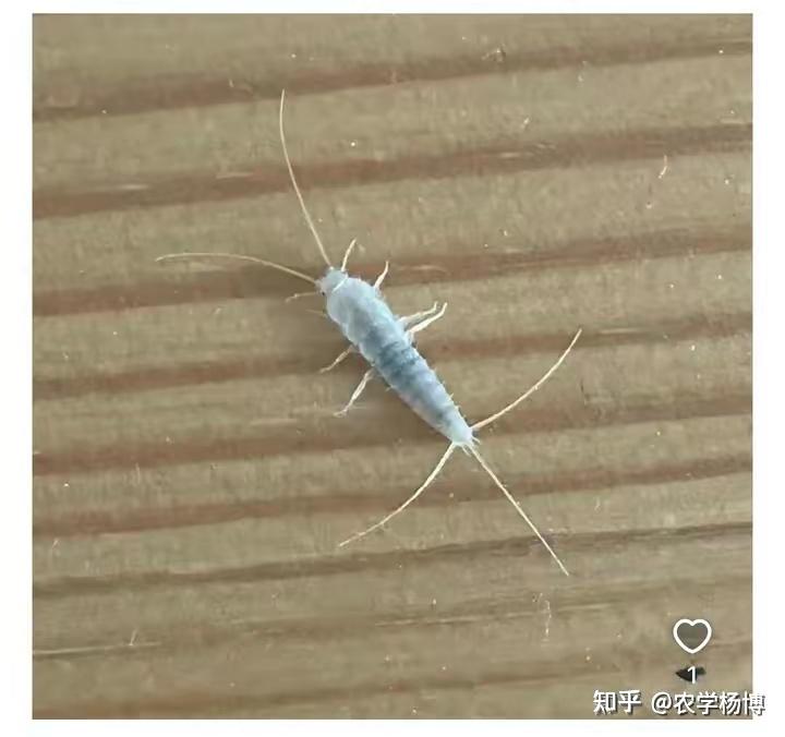 请问这个5毫米左右的白色小虫子是什么?