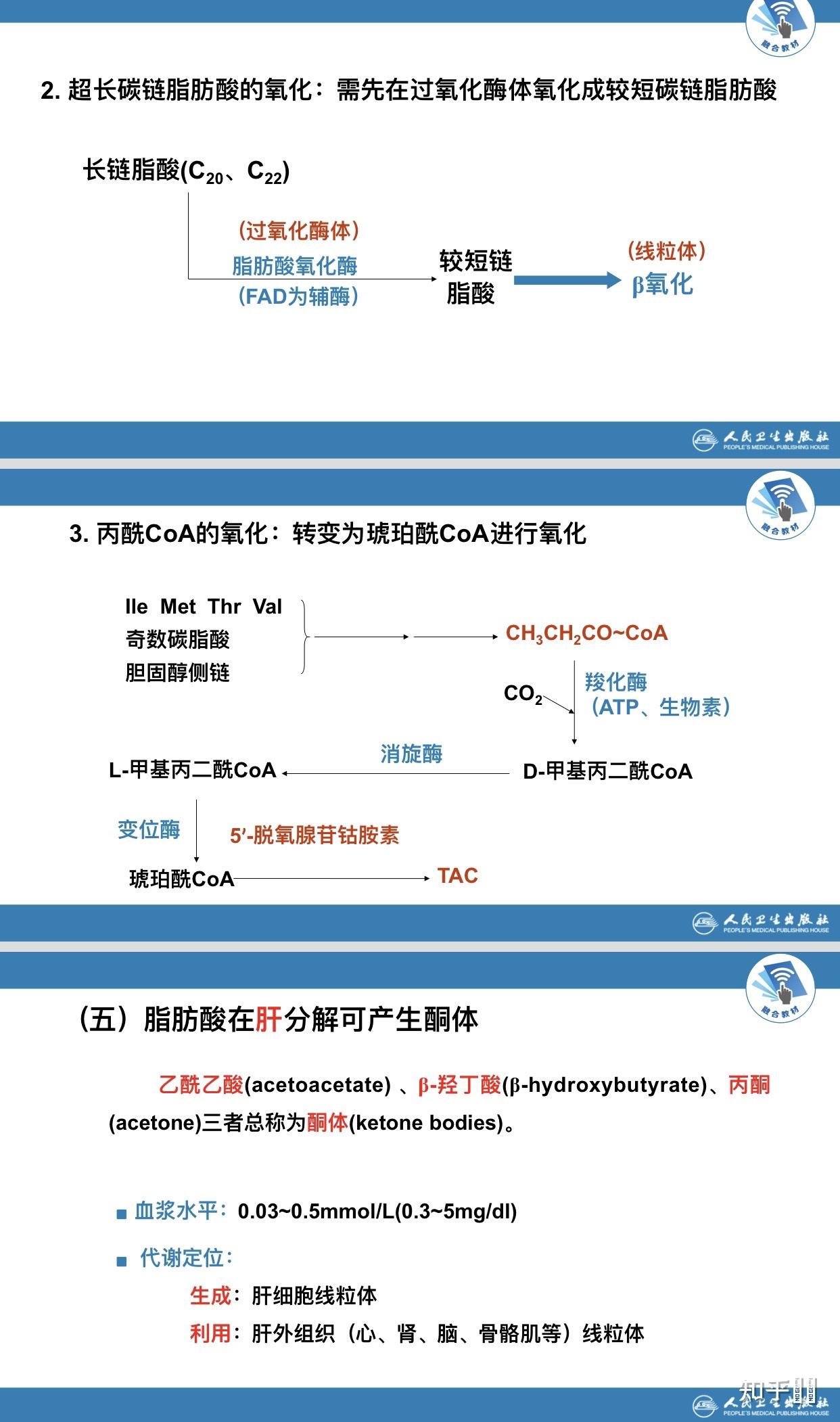 人体的脂质代谢是怎么个流程? - 知乎