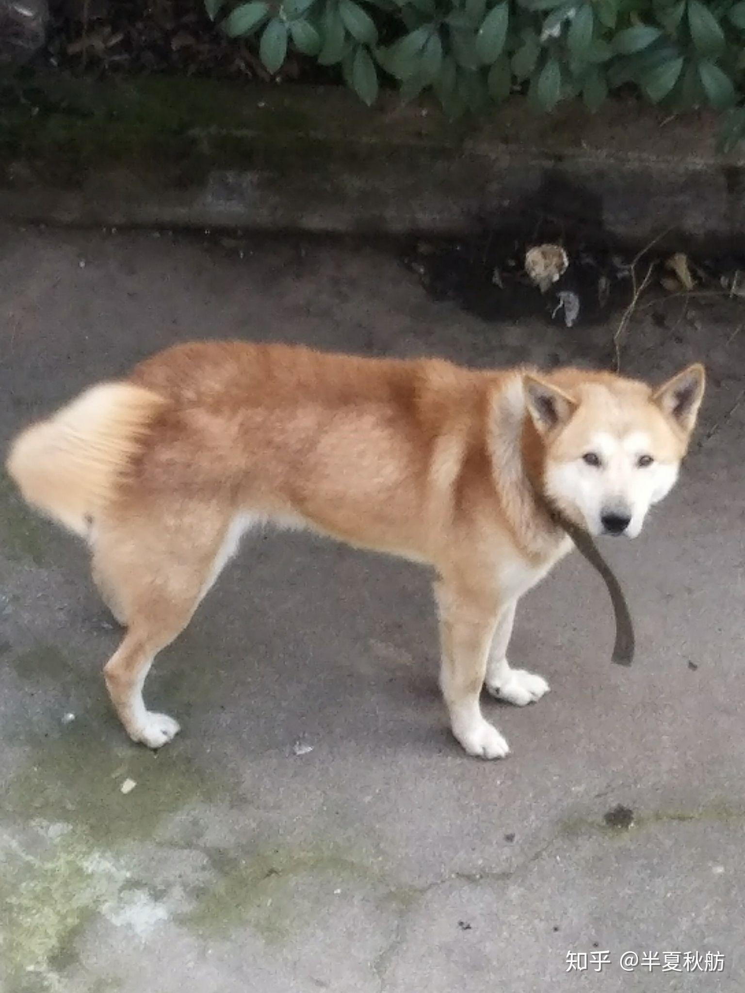 土狗长大什么样