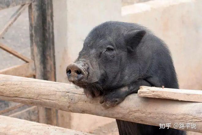 中国年产约7亿头猪,种猪却面临被卡脖子,国产土猪还能逆袭吗? - 知乎