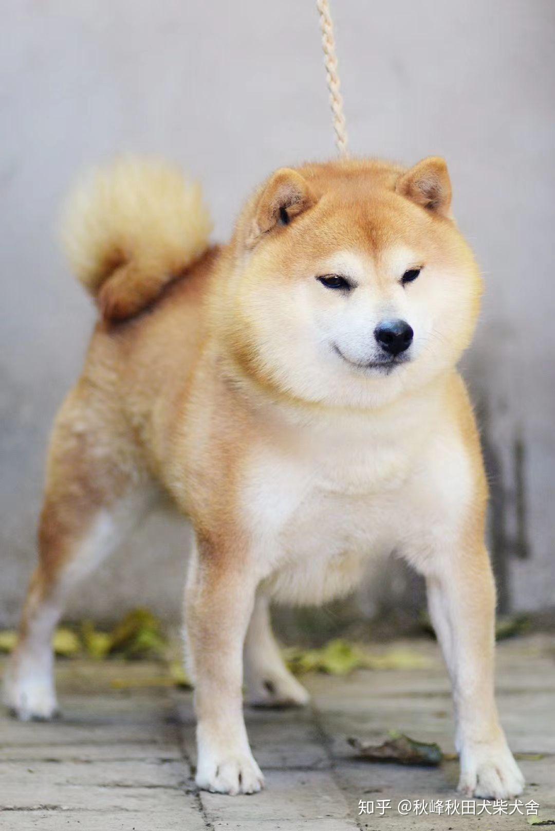 求推荐北京哪里买柴犬比较靠谱?