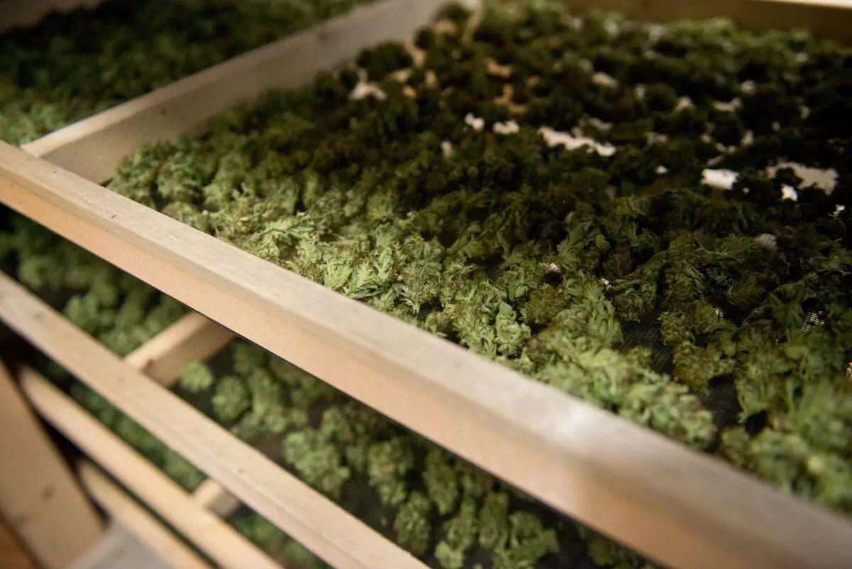 从来没见过大麻,怎么鉴别大麻?