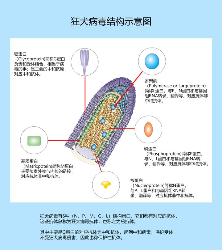 什么是狂犬病毒