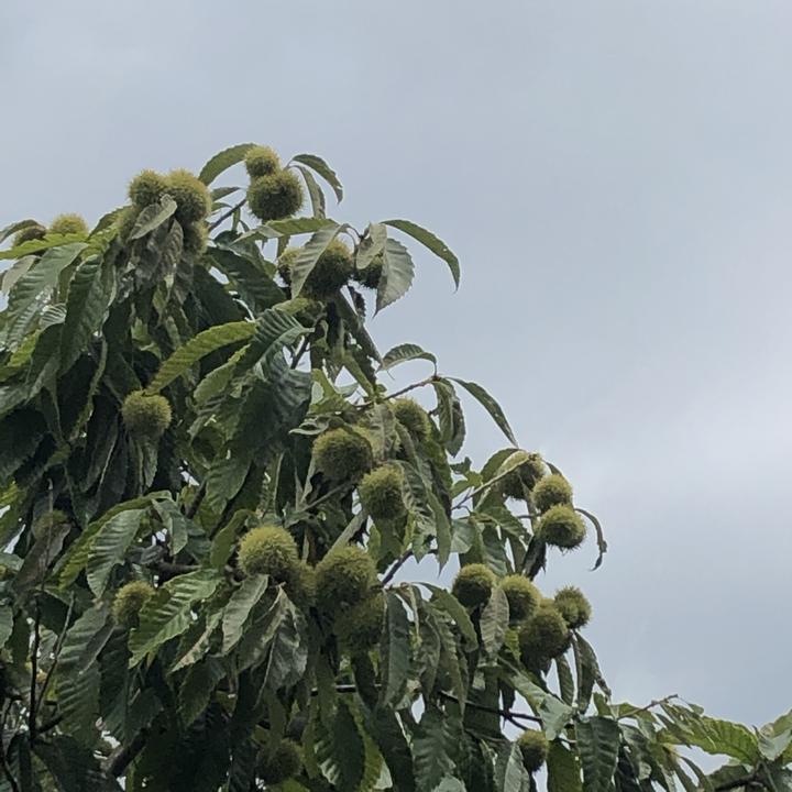 打板栗 - 知乎