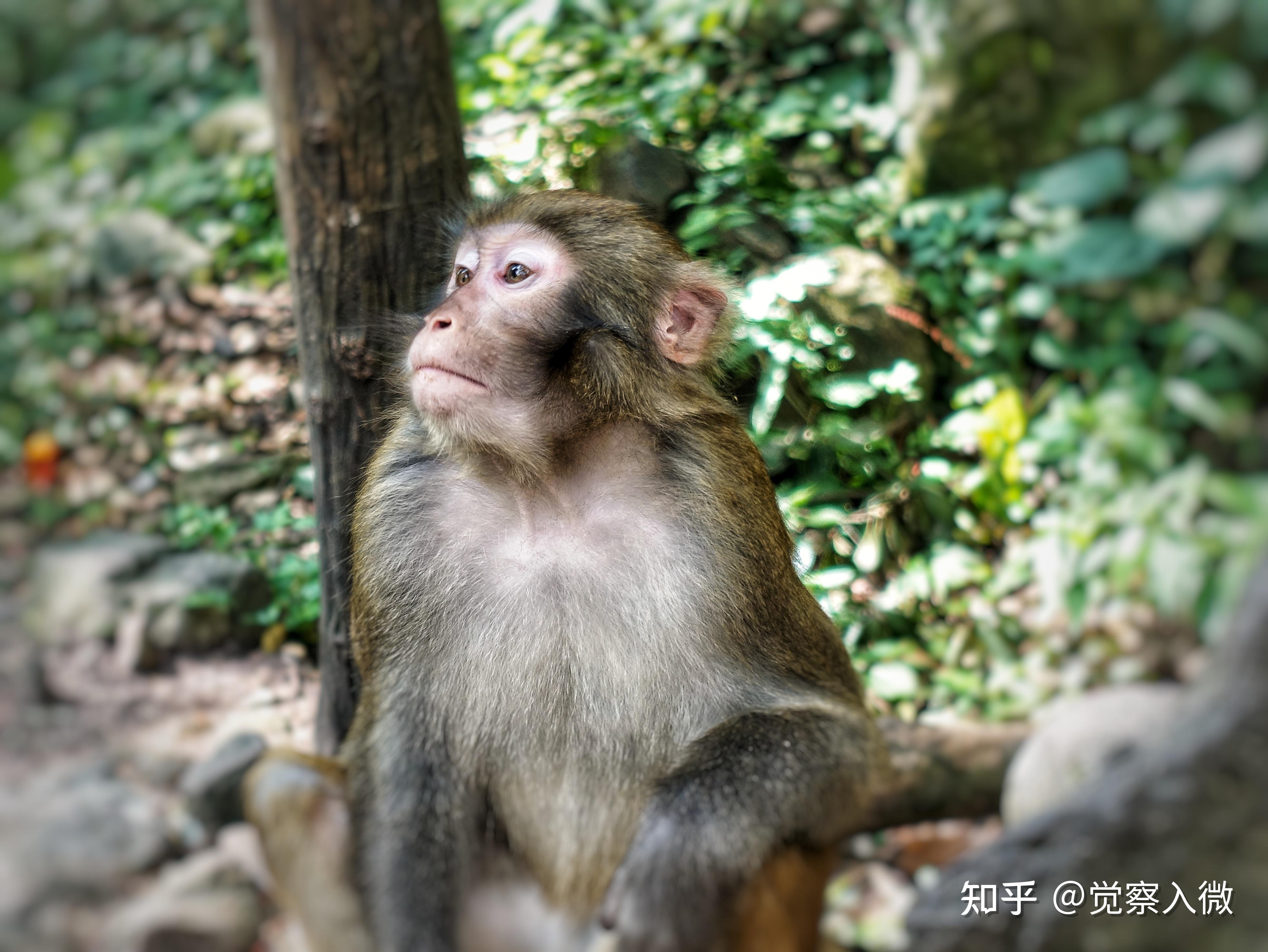 峨眉山猴子图片大全图片