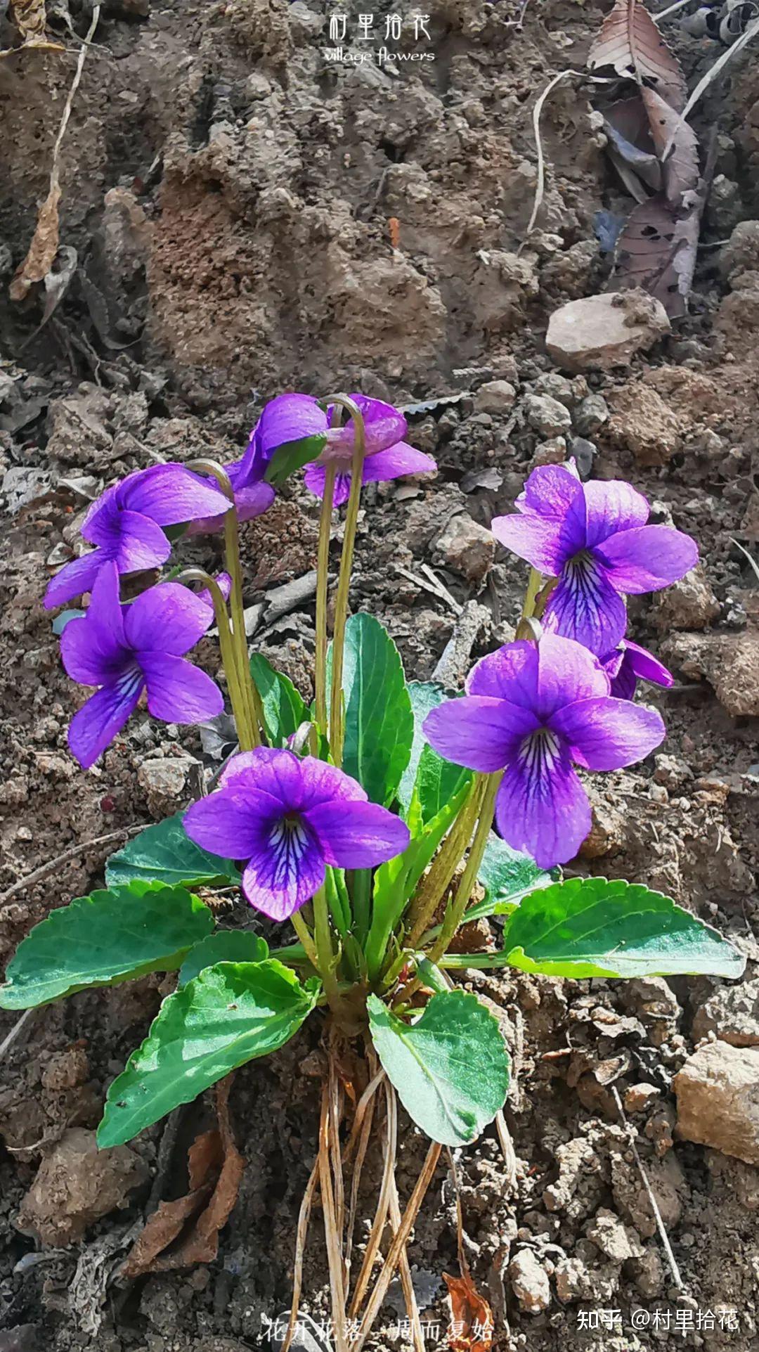 紫花地丁和早开堇菜如何区分