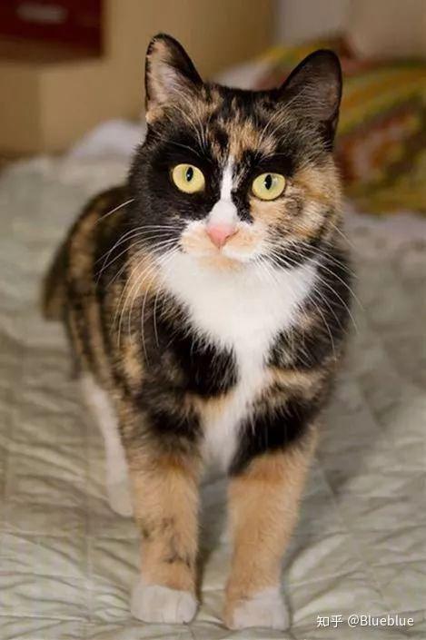 我这只猫是三花公猫吗