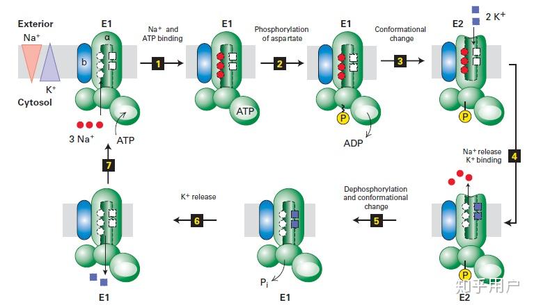书上说钠钾泵钠的泵出和钾的泵入是偶联在一起的那它们是偶联运输即