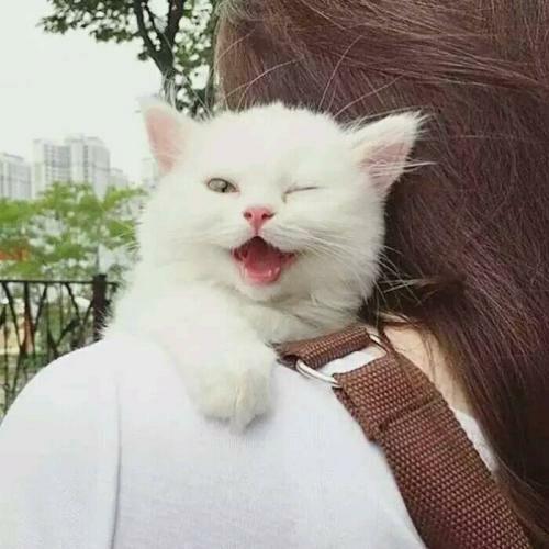 有没有女孩 猫咪的头像? - 知乎