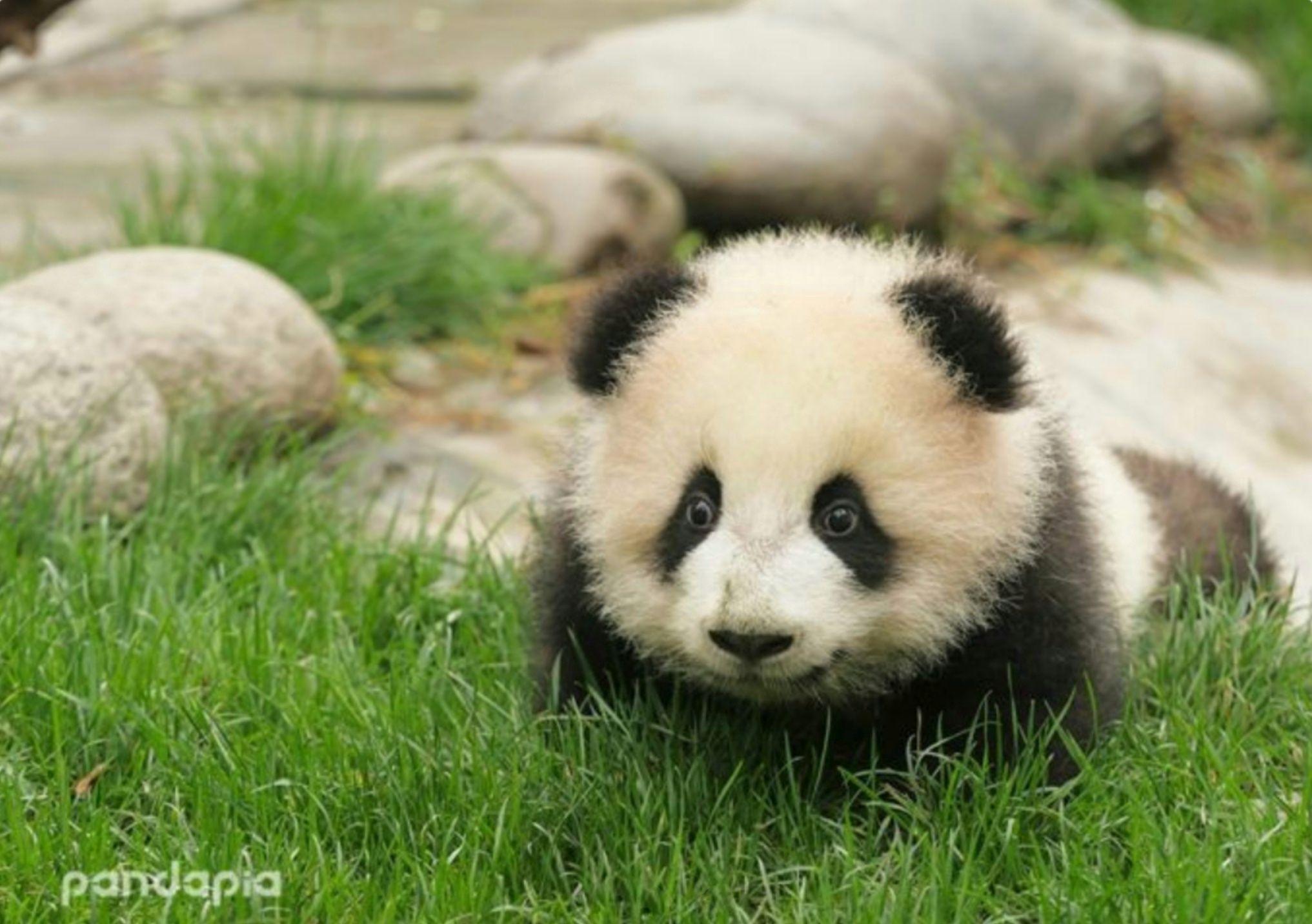 有好看的熊猫片吗? - 知乎