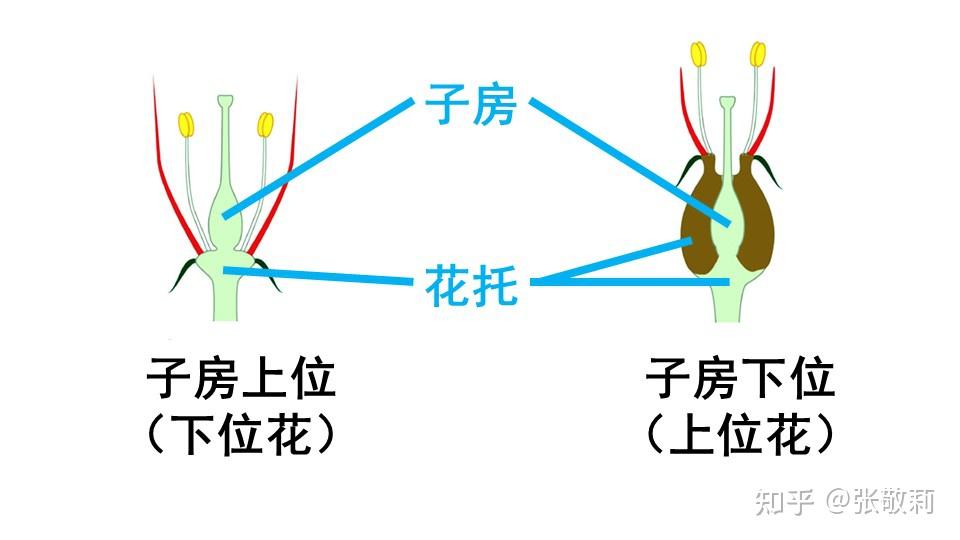 子房位置如何判断? - 知乎