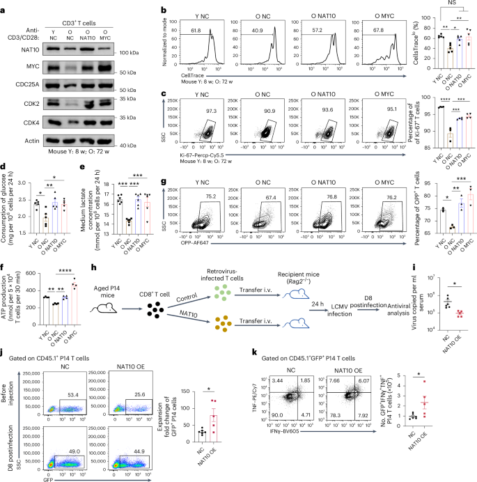 云序用户Nat Immu IF 27.7|acRIP-seq，Ribo-seq，RNA-seq联合揭秘ac4C修饰调控网络 - 知乎