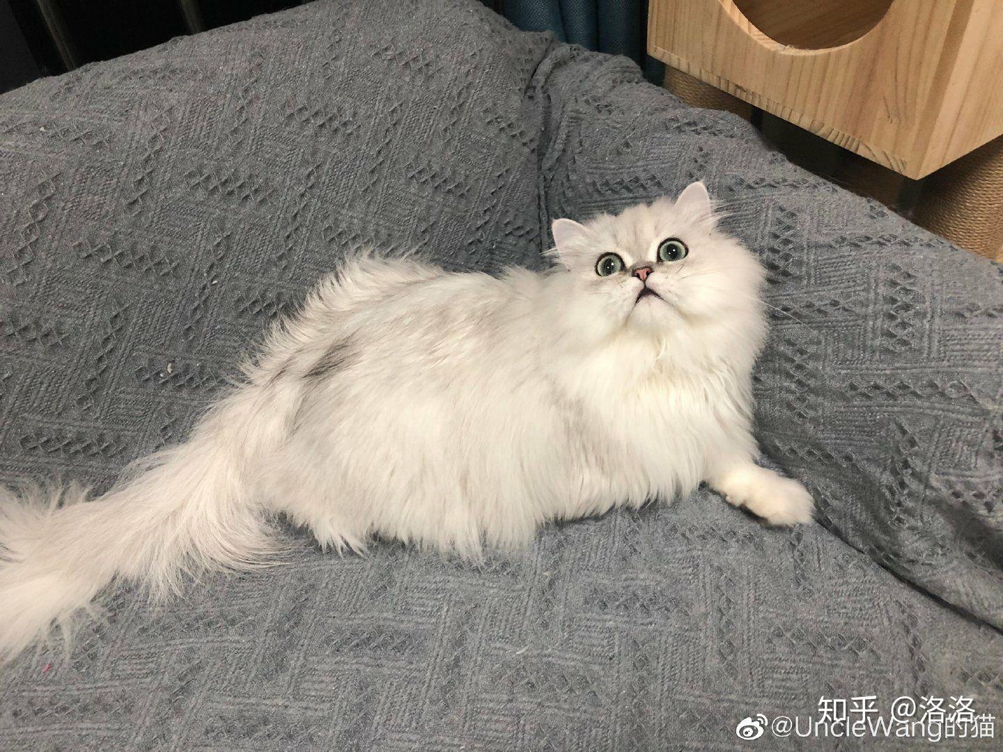 我这只猫咪是金色阴影金吉拉吗